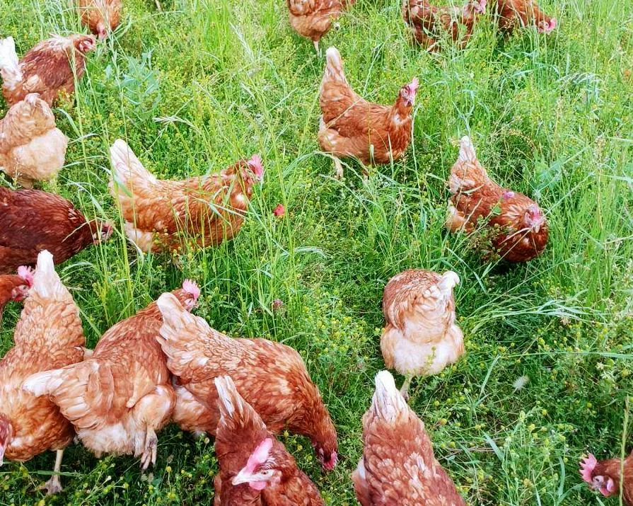 Poules GAEC des 3 cerises